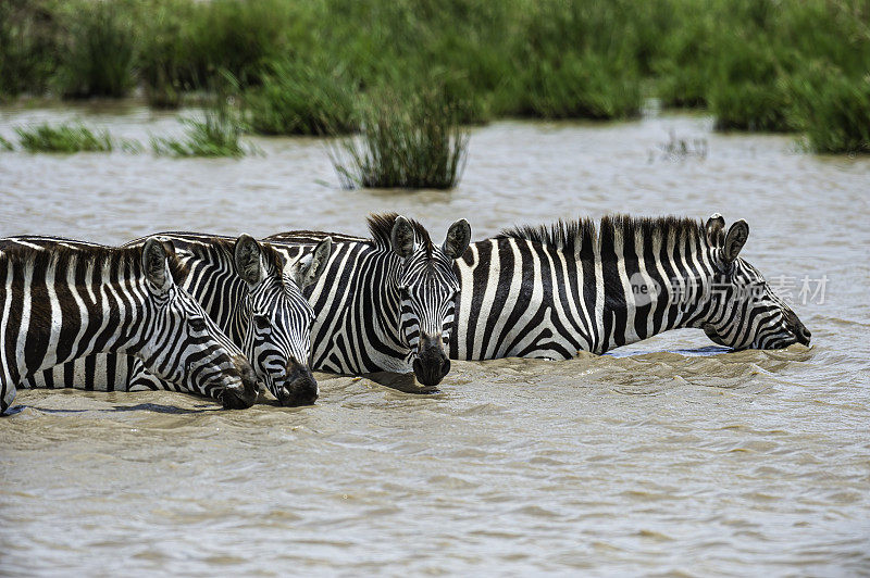 格兰特斑马(Equus quagga boehmi)是平原斑马的七个亚种中最小的。这个亚种代表了塞伦盖蒂-马拉生态系统的斑马形态。肯尼亚马赛马拉国家保护区。从一个小水池里喝水。